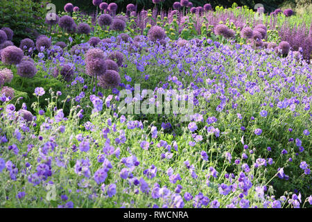 Große Gruppe von Allium Gladiator bepflanzt mit Geranium Rozanne, um ein Spritzen des lila-violette Farbe mit ihren runden aufrecht und großen Blüten. Stockfoto