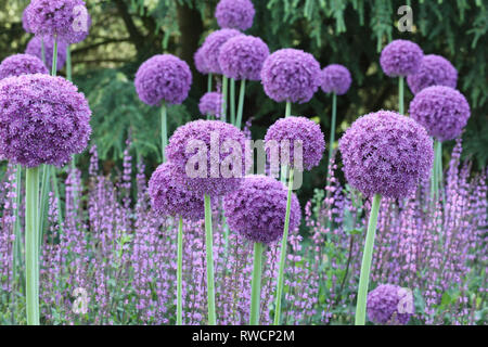 Große Gruppe von Alliums Gladiator mit Salvia Serenade gepflanzt, geben einen Spritzer von lila-lila Farbe mit ihren runden aufrechten und hohen Blütenköpfen. Stockfoto