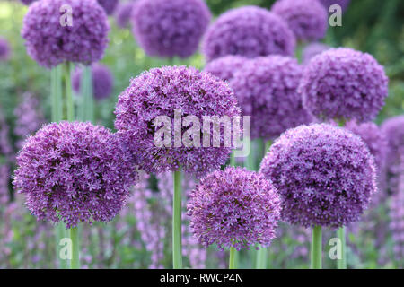 Große Gruppe von Alliums Gladiator in der mehrjährigen Grenze gepflanzt Geben einen Spritzer von lila-lila Farbe mit ihren runden aufrecht Und hohe Blumenköpfe Stockfoto