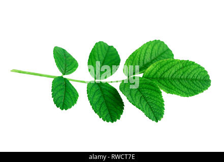 Frische grüne Blätter von Rose Pflanze oder Rosa rugosa oder Japanische Rose auf weißen isoliert Stockfoto