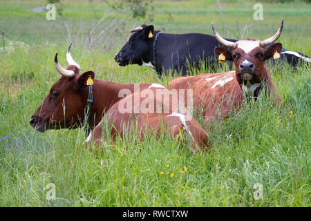 Kuh im Sommer Stockfoto