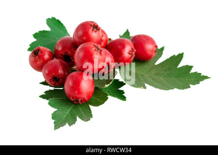 Weißdorn haws oder Beeren mit Blättern isoliert auf weißem Stockfoto