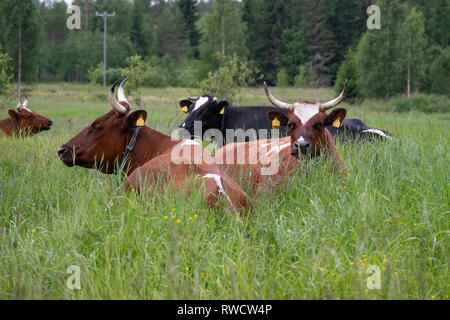 Kuh im Sommer Stockfoto