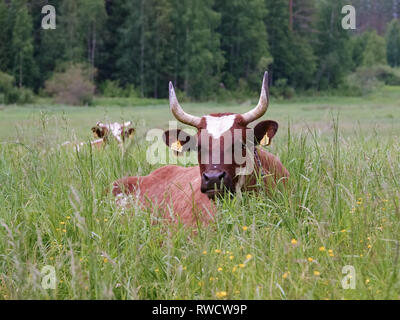 Kuh im Sommer Stockfoto