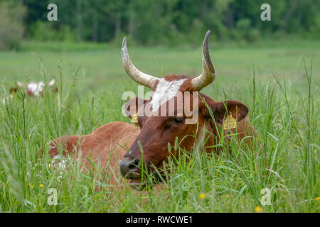 Kuh im Sommer Stockfoto