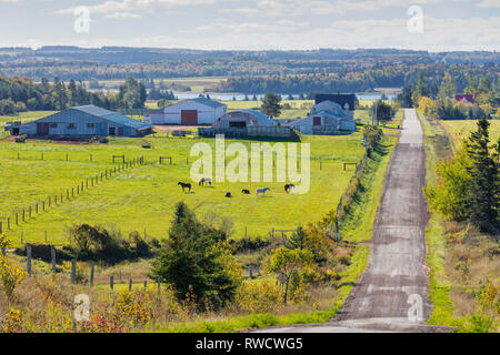 Pferde grasen auf der Weide, Burlington, Prince Edward Island, Kanada Stockfoto