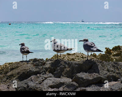 Ozean, Stränden und dem Lebensstil der mexikanischen Riviera. Stockfoto