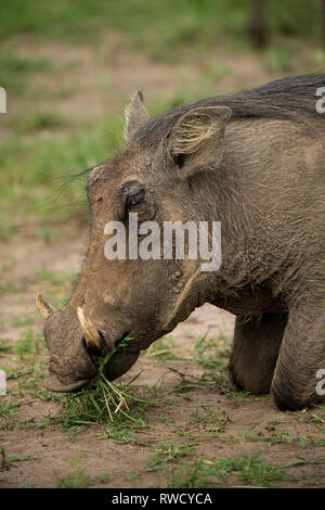 Warzenschwein Phacochoerus africanus essen Gras, Lake Mburo Nationalpark, Uganda Stockfoto