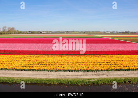 Endlose gestreift bunt Feld gelbe, rote und rosa schöne Tulpen. Frühling im Keukenhof flower garden, Niederlande, Holland. Wasser Fluss Cha Stockfoto