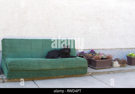 Cute schwarzer Hund auf dem Sofa im Hof Stockfoto