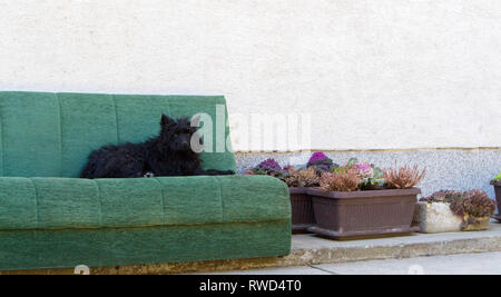 Cute schwarzer Hund auf dem Sofa im Hof Stockfoto