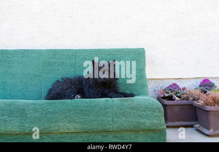 Cute schwarzer Hund auf dem Sofa im Hof Stockfoto