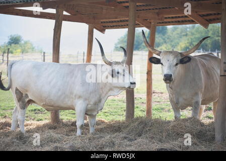 Zwei ungarischen grauen Rinder im Schatten Stockfoto