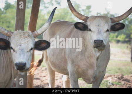 Zwei ungarischen grauen Rinder im Schatten Stockfoto