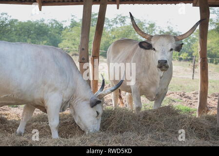 Zwei ungarischen grauen Rinder im Schatten Stockfoto