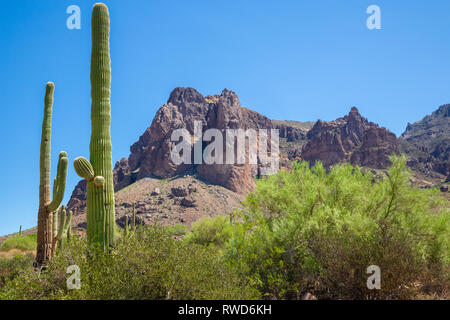 Helle Arizona Landschaft mit hohen Kakteen und Nahaufnahme der Superstition Mountains bis zu schließen. Stockfoto