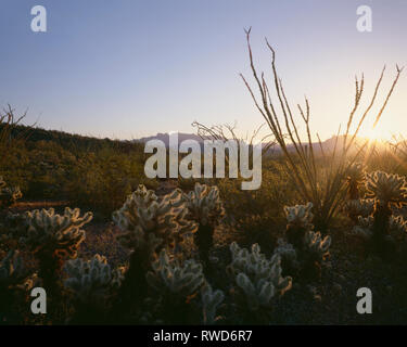 USA, Arizona, Organ Pipe Cactus National Monument, Sunrise in der Nähe auf dem Teddybär cholla Kakteen mit Saguaro und orgelpfeife Kakteen in der Entfernung. Stockfoto