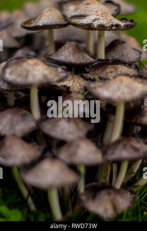 Cluster der Pilze nach dem regen Stockfoto