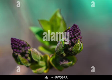 Moraceae. Syringa lila gewalttätigen Knospe auf dem blauen Hintergrund. Frühling Blumen zu blühen. Die Ukraine Stockfoto