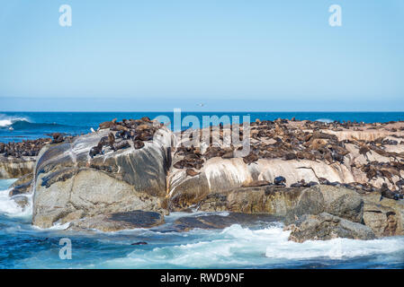 Duiker Island die Robbenkolonie, wo sie Tausende von wild Kap Pelzrobben anzeigen können, schließen Sie sich in Ihrem schönen natürlichen Lebensraum, Südafrika Stockfoto