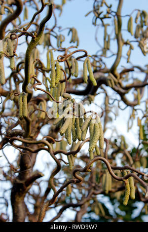 Korkenzieher Hasel (Corylus avellana contorta) knorrige Äste und Winter palmkätzchen bilden auf einer ausgereiften Baum Stockfoto