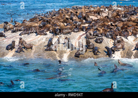 Duiker Island die Robbenkolonie, wo sie Tausende von wild Kap Pelzrobben anzeigen können, schließen Sie sich in Ihrem schönen natürlichen Lebensraum, Südafrika Stockfoto