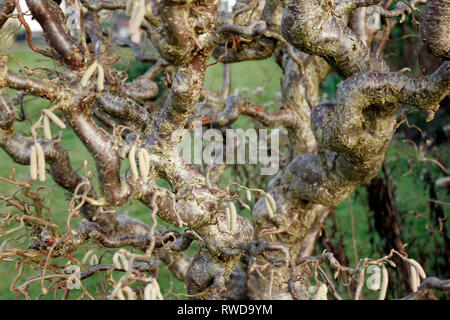 Corskcrew Hasel (Corylus avellana contorta) Knorrige und verdrehten Ästen eines reifen Baum im Winter Stockfoto