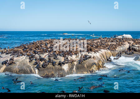 Duiker Island die Robbenkolonie, wo sie Tausende von wild Kap Pelzrobben anzeigen können, schließen Sie sich in Ihrem schönen natürlichen Lebensraum, Südafrika Stockfoto