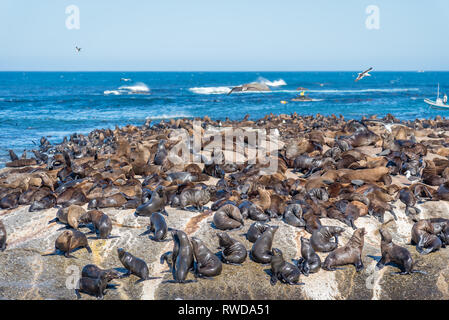 Duiker Island die Robbenkolonie, wo sie Tausende von wild Kap Pelzrobben anzeigen können, schließen Sie sich in Ihrem schönen natürlichen Lebensraum, Südafrika Stockfoto