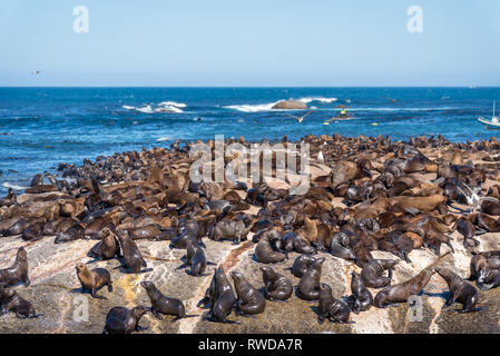 Duiker Island die Robbenkolonie, wo sie Tausende von wild Kap Pelzrobben anzeigen können, schließen Sie sich in Ihrem schönen natürlichen Lebensraum, Südafrika Stockfoto