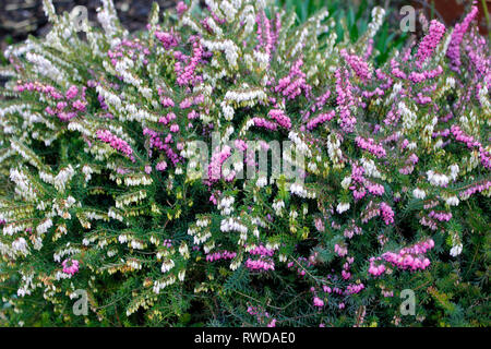 Winterblüher evergreen Heather Erica oleracea 'Nathalie' Stockfoto