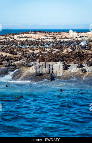 Duiker Island die Robbenkolonie, wo sie Tausende von wild Kap Pelzrobben anzeigen können, schließen Sie sich in Ihrem schönen natürlichen Lebensraum, Südafrika Stockfoto