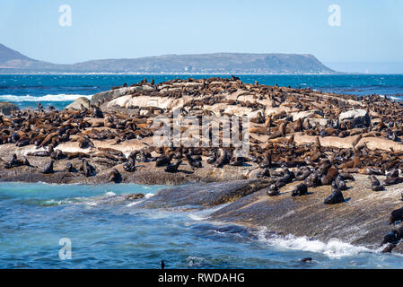 Duiker Island die Robbenkolonie, wo sie Tausende von wild Kap Pelzrobben anzeigen können, schließen Sie sich in Ihrem schönen natürlichen Lebensraum, Südafrika Stockfoto