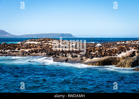 Duiker Island die Robbenkolonie, wo sie Tausende von wild Kap Pelzrobben anzeigen können, schließen Sie sich in Ihrem schönen natürlichen Lebensraum, Südafrika Stockfoto