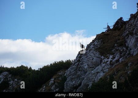 Gemse rupicapra auf Felsen Stockfoto