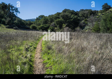 Schmutz Wanderweg biegt sich durch eine grüne Wiese in den sanften Hügeln des südlichen Kalifornien. Stockfoto