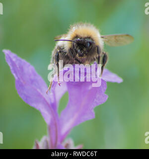 Bumble Bee Summen um und Sammeln von Nektar von Blüten. Stockfoto