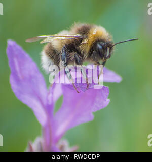 Bumble Bee Summen um und Sammeln von Nektar von Blüten. Stockfoto