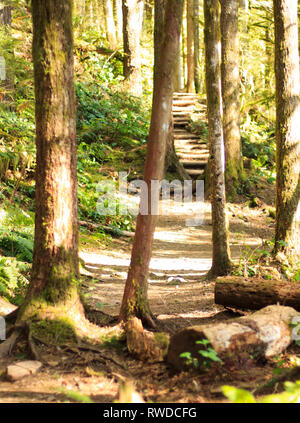 Eine Sonne gebadet Pfad, den Sie durch die Bäume zu einem weit entfernten Treppe führt. Stockfoto