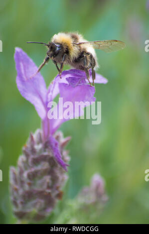 Bumble Bee Summen um und Sammeln von Nektar von Blüten. Stockfoto