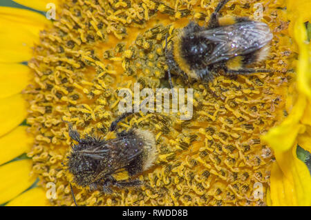 Bumble Bee Summen um und Sammeln von Nektar von Blüten. Stockfoto