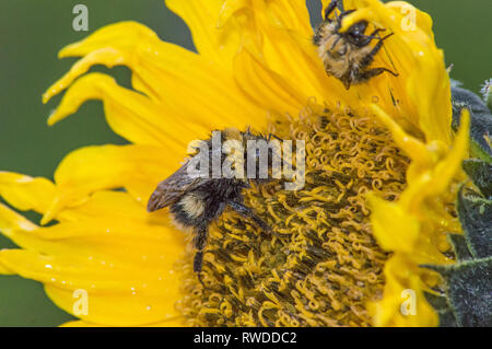 Bumble Bee Summen um und Sammeln von Nektar von Blüten. Stockfoto