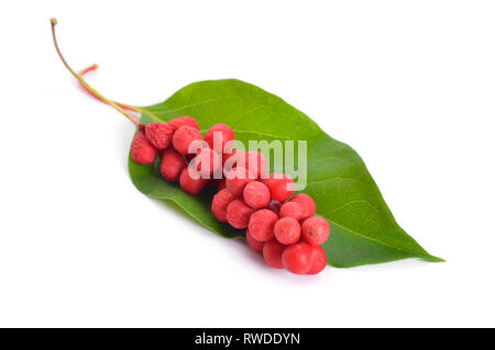 Schisandra chinensis, Magnolia - Reben, Chinesisch Magnolia - Reben, schisandra, dessen Frucht, Magnolia Berry oder fünf - Geschmack - Obst. Auf weissem Hintergrund Stockfoto