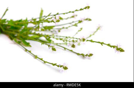 Verbena officinalis, eisenkraut oder gemeinsamen Eisenkraut. Isoliert Stockfoto