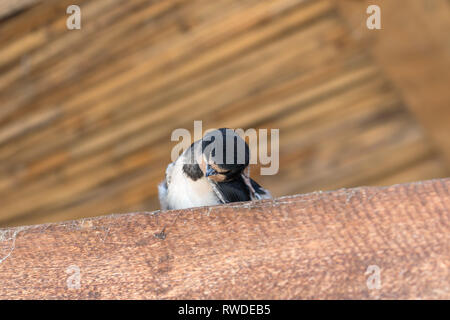 Baby Vogel der Schwalbe sitzt auf sonnenbeschienenen Holzbalken unter Dach und Kratzer den Kopf Stockfoto