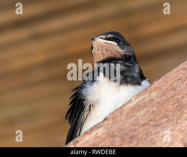 Baby Vogel der Schwalbe sitzt auf sonnenbeschienenen Holzbalken unter dem Dach. Nähe zu sehen. Stockfoto