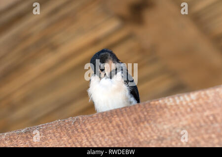 Schlucken baby Vogel sitzt und schläft auf sonnenbeschienenen Holzbalken unter dem Dach Stockfoto