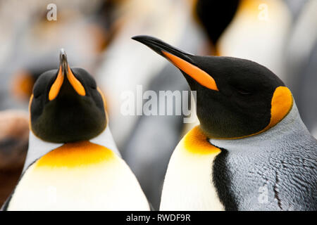 Zwei Kaiserpinguine (Aptenodytes forsteri) zusammen sitzen unter ihre Herde. Stockfoto