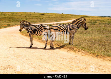 Eine Herde von Zebra stehend auf einem Feldweg Stockfoto