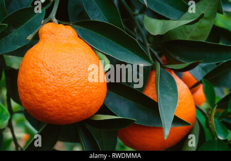 Die tangelo Hängen auf Zitrusfrüchte. Ähnlich wie in der Größe und Farbe zu einem Orange diese Frucht ist leicht zu schälen. Stockfoto